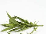 Fresh tarragon sprigs on a white background.