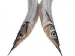 Two slender fish with long snouts and close-set eyes facing forward against a white background.