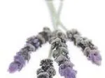 Sprigs of fresh lavender with light purple flowers arranged against a white background.