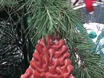 Red pasta-shaped ornament resembling a Christmas tree hanging on a pine branch.