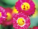 Close-up of vibrant pink daisies with yellow centers and green leaves in the background.