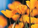 Bright orange California poppies in bloom under sunlight against a blue sky.