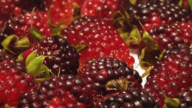 Ripe mulberries with vibrant red and dark hues, covered in shiny droplets, with green stems attached.
