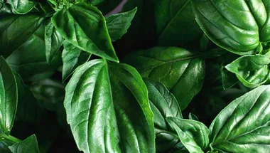 basil