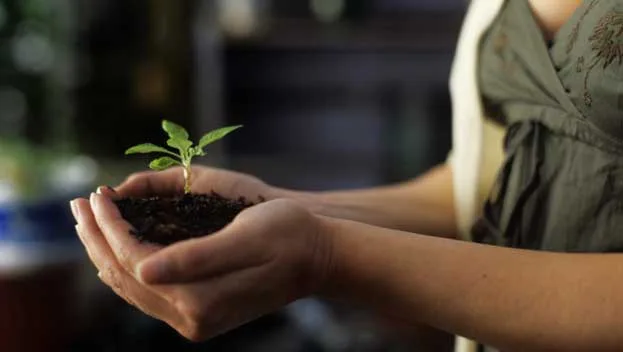 Hands holding a small plant with soil, symbolizing growth and care.