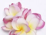 Pink and white frangipani flowers on a white background.