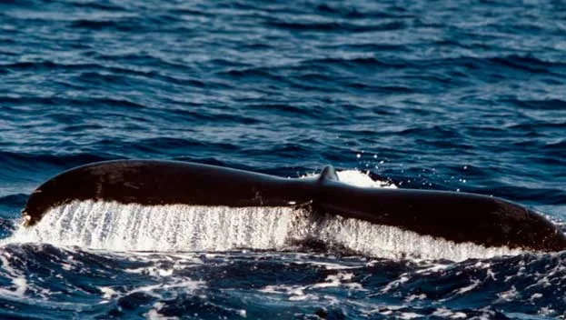 Whale fin tail in the water