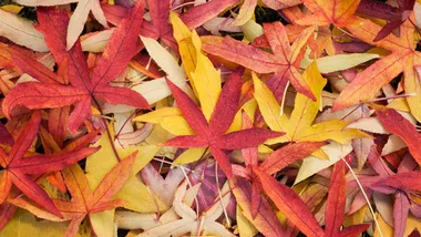 Colorful autumn maple leaves in shades of red, yellow, and orange scattered randomly.