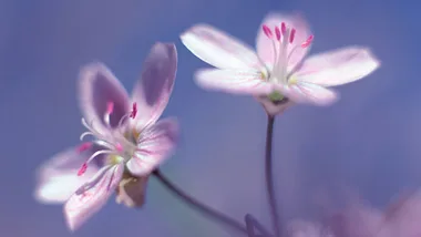 Delicate pink flowers with purple stamens against a soft, blurred purple background.