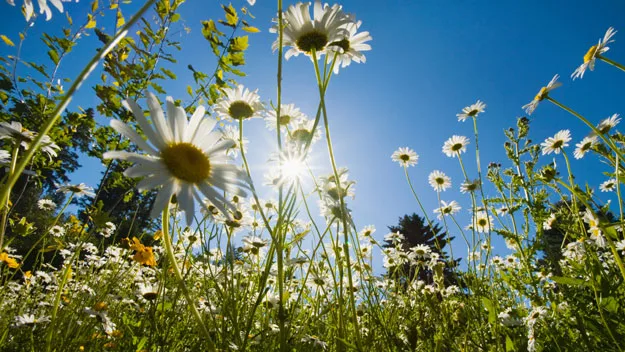 Field of daisies under a clear blue sky with the sun shining through the petals.