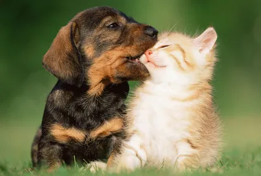 Warning: These animals may cause aggression