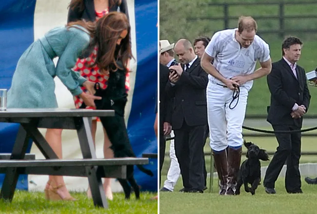 Two photos: One showing a woman bending to pet a black dog, the other is a man in polo gear walking with a black dog.