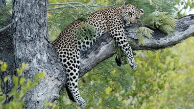 Leopard resting on a tree branch in Kruger National Park with dense green foliage.