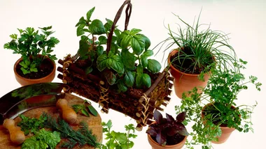 Herbs: Fresh, dried or frozen?