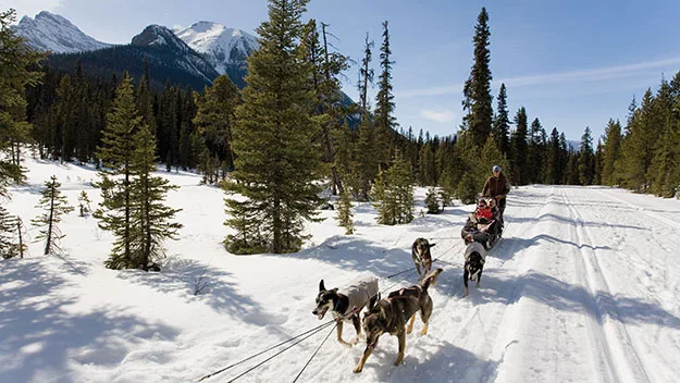 Dog-sledding