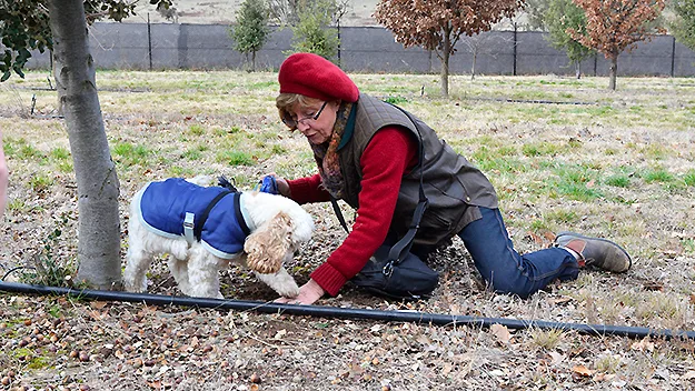 Truffle hunting dog