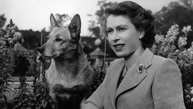 Queen's corgis eat fillet steak cooked by palace chef