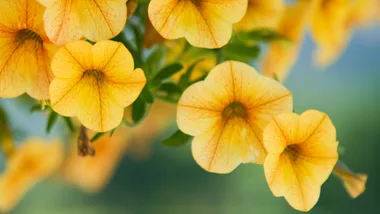 Perfect petunias