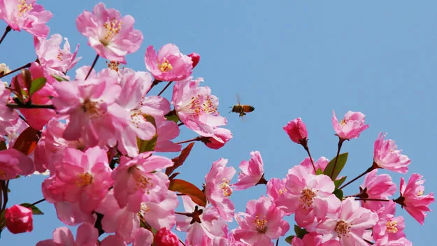 Spring into glory with crab apples