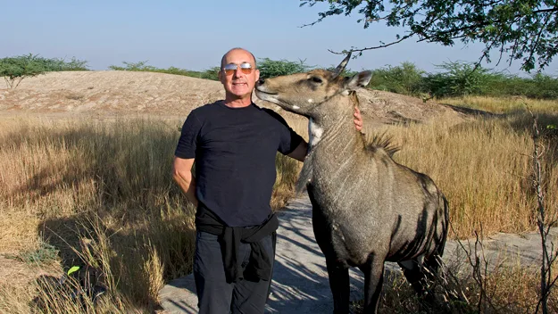 Nilgai antelope