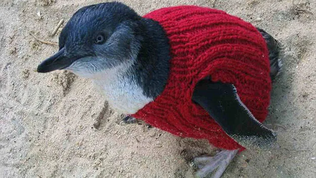 Penguin wearing a knitted red sweater, standing on sandy ground.
