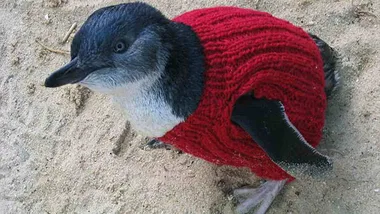 Penguin wearing a knitted red sweater, standing on sandy ground.