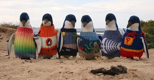 Little penguins wearing colorful knitted jumpers stand on a sandy beach with the sea in the background.
