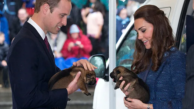 Prince William and Kate Middleton puppies