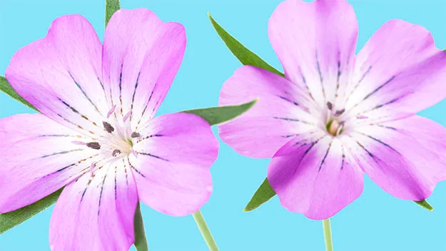 Poisonous corn-cockle flowers