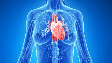 heart and anatomy 