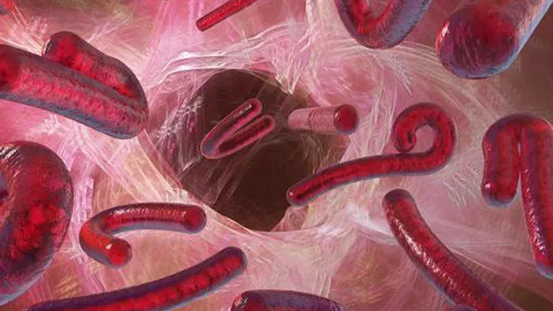 Illustration of Ebola virus particles swirling in a pink and red cellular environment.