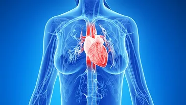 body diagram, stock image 