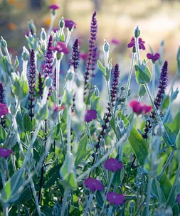 Jackie French’s garden tips for February