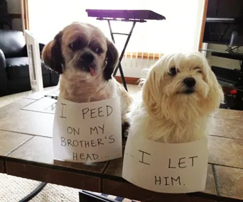 Two dogs on a table with signs; one says "I peed on my brother's head," the other says "...I let him."