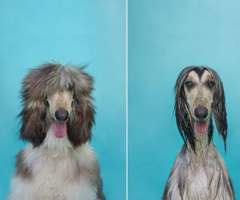 Split image of a dog with fluffy fur on the left and the same dog wet on the right, both against a blue background.