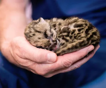 Sleepy leopard cub nestled in a person's hand, showing its small size and spotted fur.