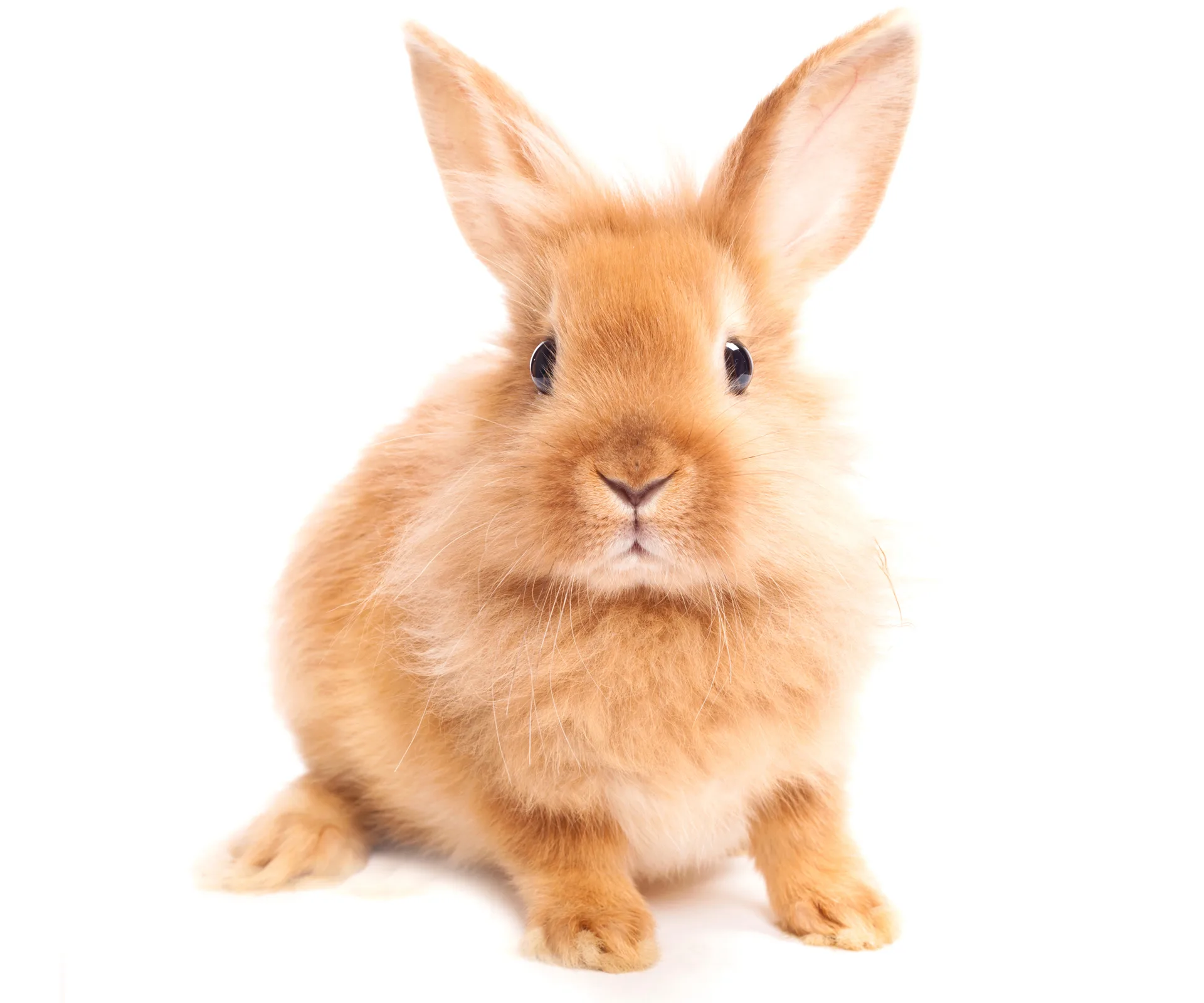 Fluffy brown rabbit with large ears sitting against a white background.
