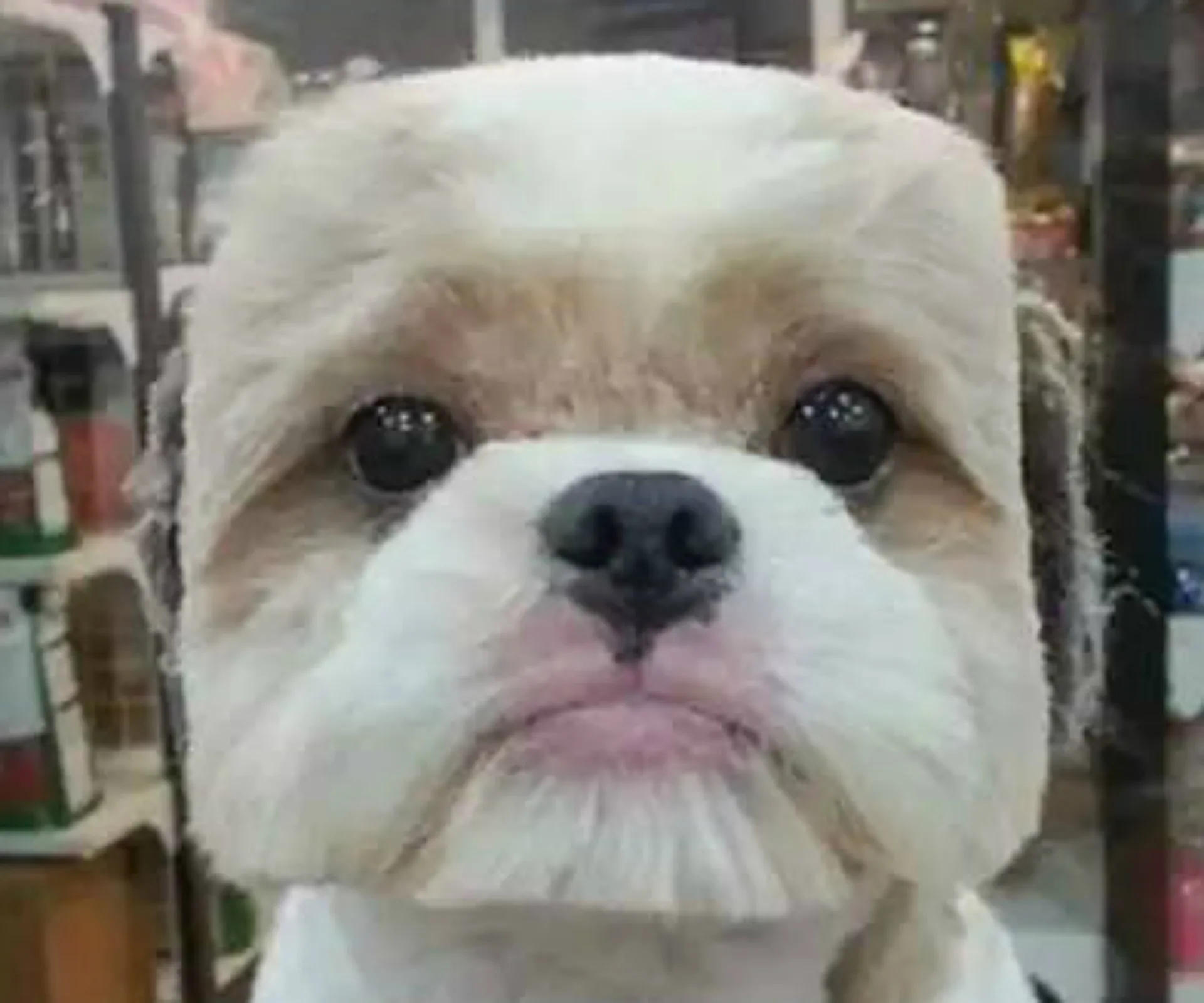 A dog with its fur trimmed into a distinctive cube shape around its face, showcasing a unique grooming style.