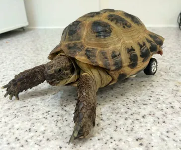 Tortoise with a toy car wheel attached to its missing leg sits on a speckled surface.