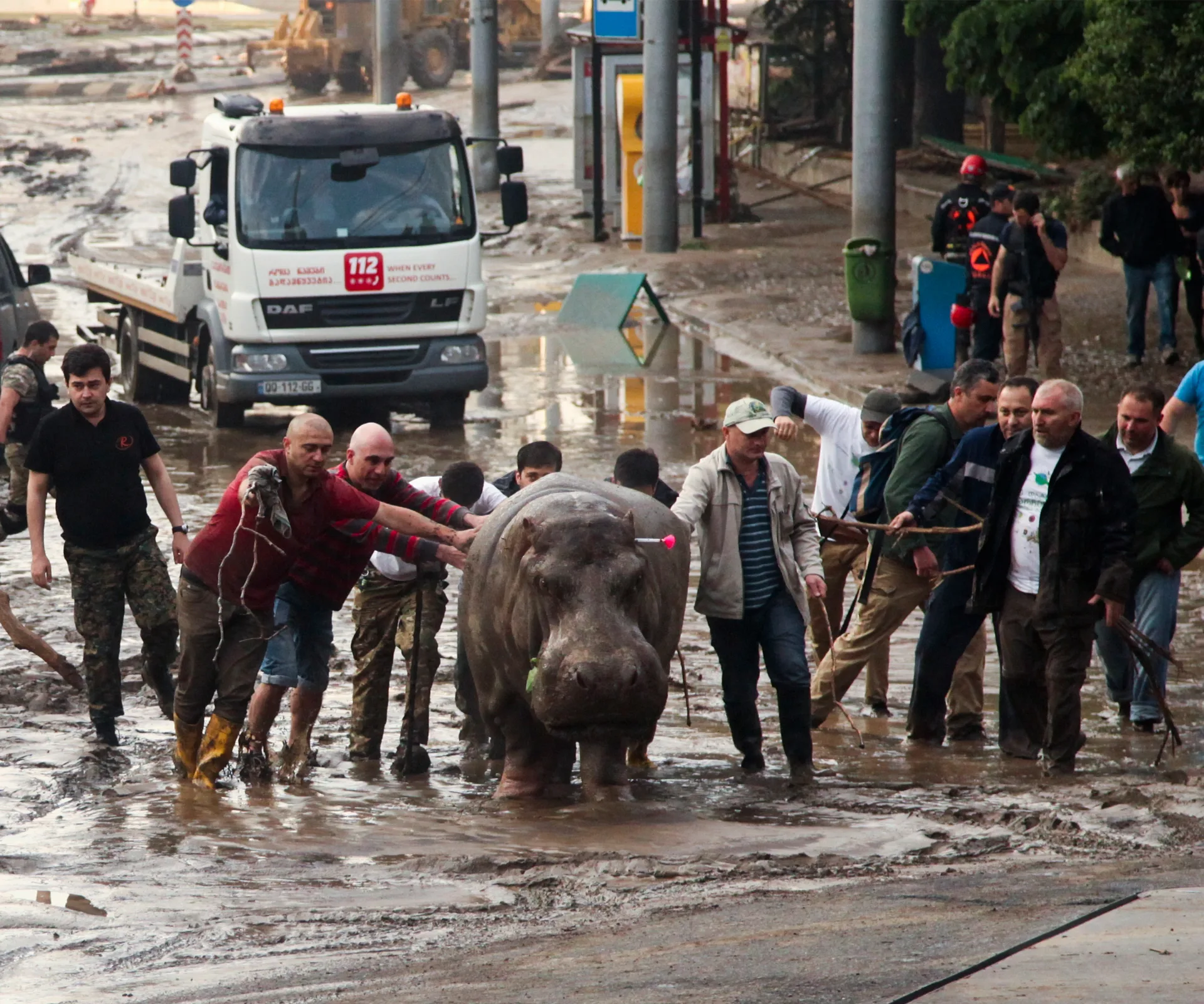 People guide a hippo through muddy streets in Tbilisi after zoo animals escape due to flooding.