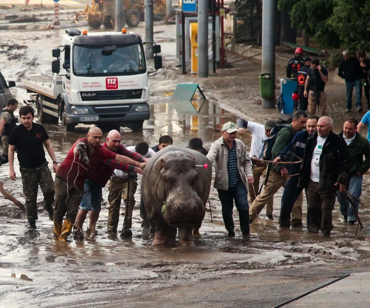 People guide a hippo through muddy streets in Tbilisi after zoo animals escape due to flooding.