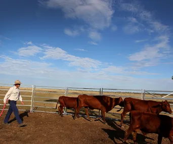 Joyce: ‘Foreigners can’t buy our farms’