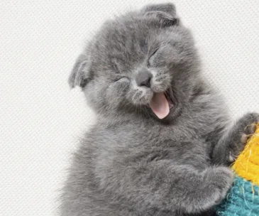Fluffy gray kitten yawning with eyes closed, lying on multicolored blanket.