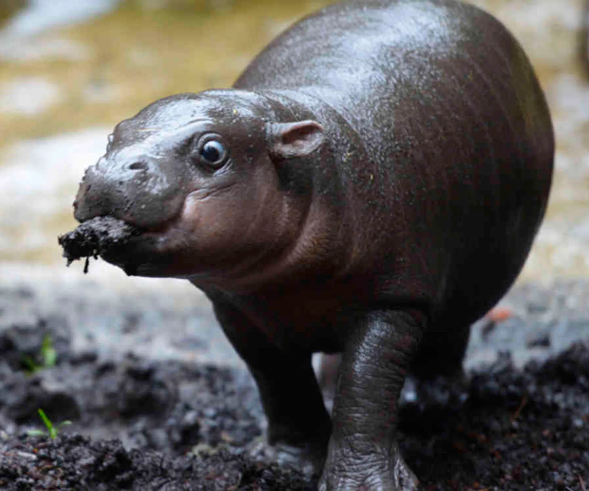 Baby hippo standing on muddy ground, its mouth covered with mud, looking curiously towards the camera.
