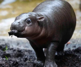 Baby hippo standing on muddy ground, its mouth covered with mud, looking curiously towards the camera.