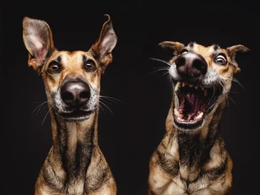 Two rescue dogs striking expressive poses; one with alert ears and a calm face, the other with mouth wide open in excitement.