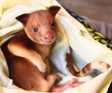 Orphaned baby kangaroo Makaia