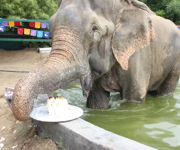Elephant named Raju enjoys a slice of cake while standing in a pool, celebrating a year of freedom.