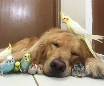 Golden retriever lying with eyes closed, surrounded by colorful birds and a small hamster on a tiled floor.