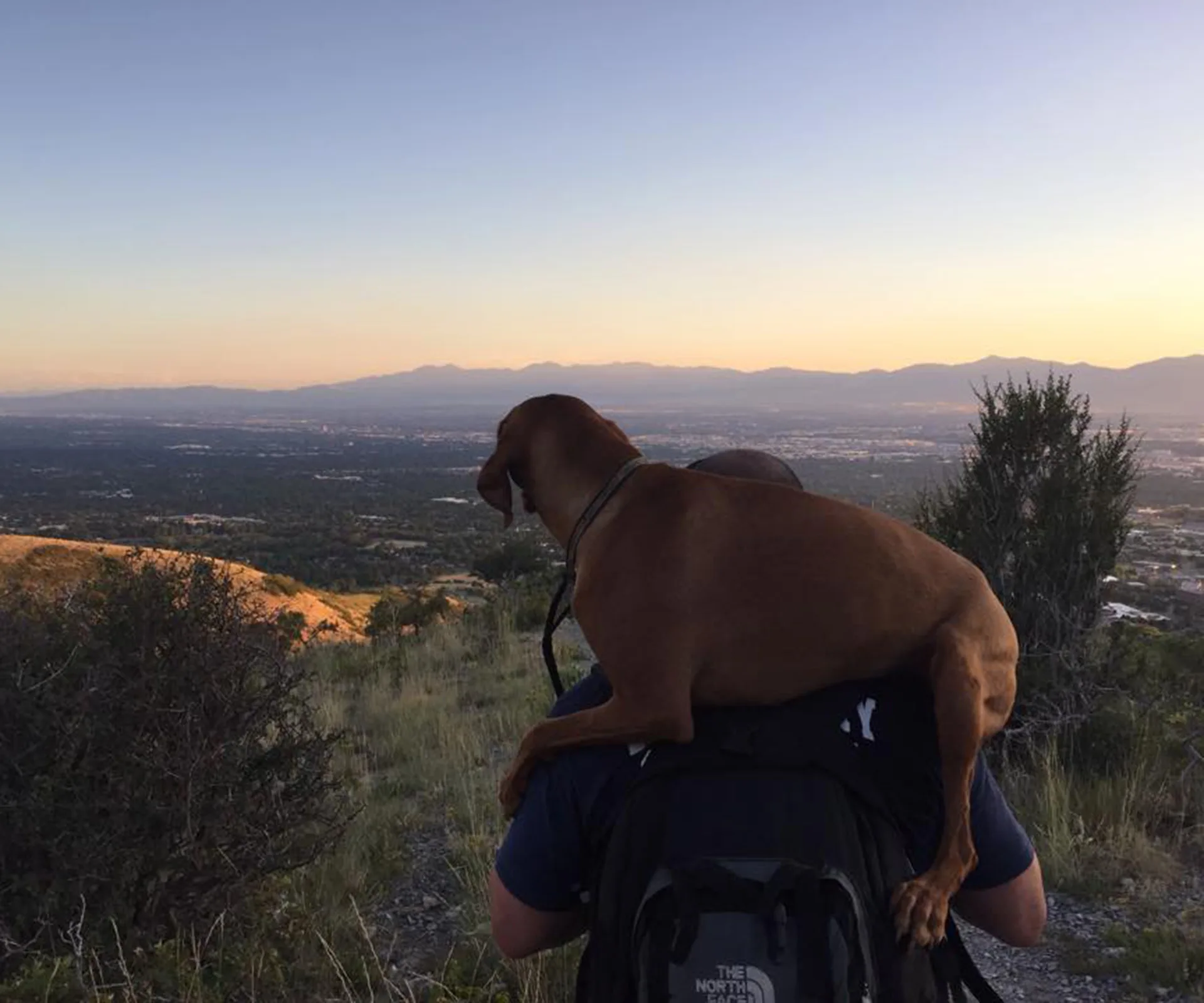 Firefighter carries an injured brown dog down a mountain at sunset, overlooking a scenic valley view.